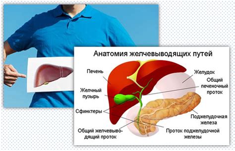 Роль желчного пузыря в организме