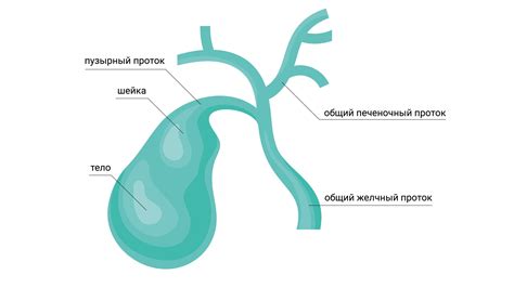 Роль желчного пузыря в организме и его отсутствие