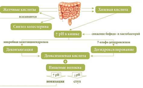 Роль желчных кислот в пищеварении птиц