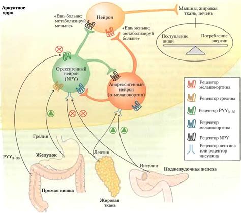 Роль жировой ткани в регуляции аппетита