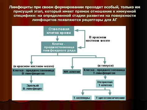 Роль закиси азота в иммунной системе организма