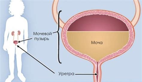 Роль и задачи мочевого пузыря