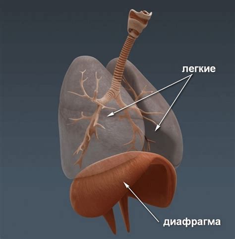 Роль и функции диафрагмы