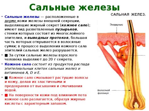 Роль и функции сальных желез