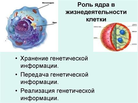 Роль клетки в биосистеме 6 класса