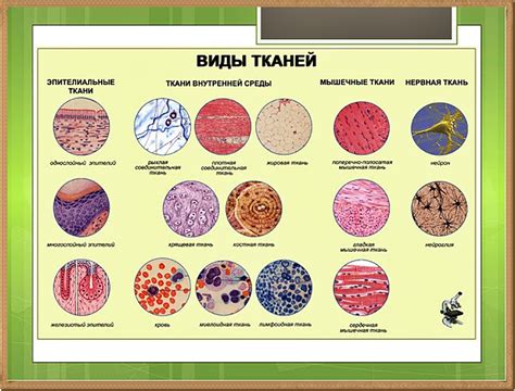 Роль клеток с особыми функциями в организме