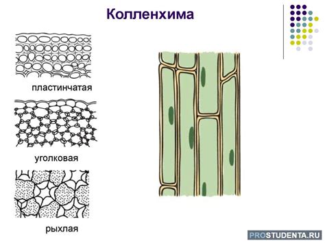 Роль колленхимы в развитии молодых органов растений