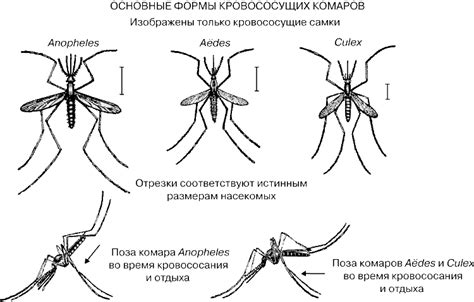 Роль комаров в передаче болезней