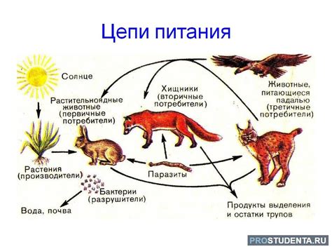 Роль коротких цепей питания в агроэкосистеме