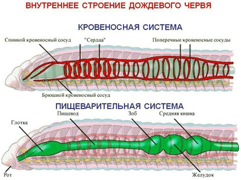 Роль красной крови у дождевого червя