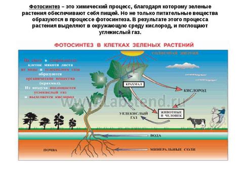 Роль крахмала в процессе готовки