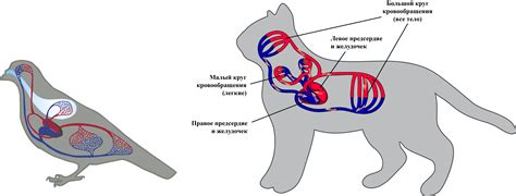 Роль кровеносной системы коровы