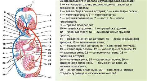 Роль кровеносной системы у человека