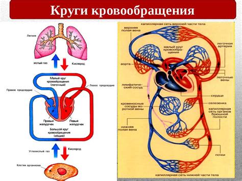 Роль кровообращения в температуре рук