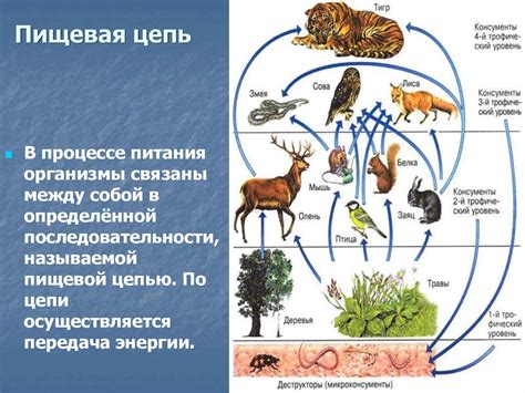 Роль кроликов и котов в пищевой цепи и биоразнообразие