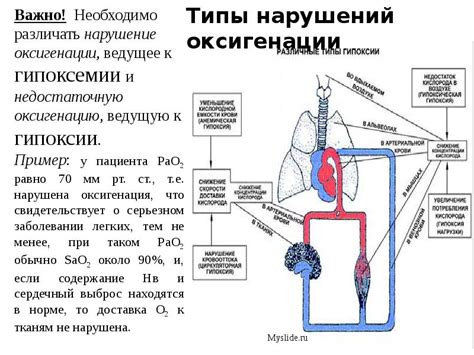 Роль легких в газообмене