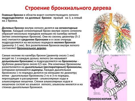 Роль легких в процессе дыхания