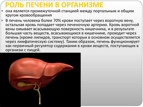 Роль меда в пищеварении и проблема вздутия