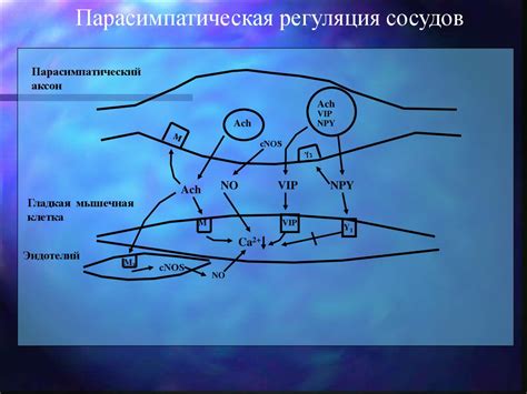 Роль медиаторов в нервной системе