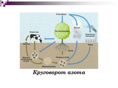 Роль микроорганизмов в процессе запахообразования