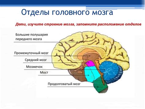 Роль мозга в организме: контроль над физическими и психическими функциями