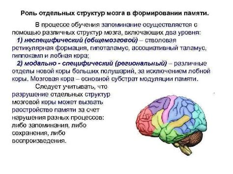 Роль мозга оптимиста в формировании мировосприятия