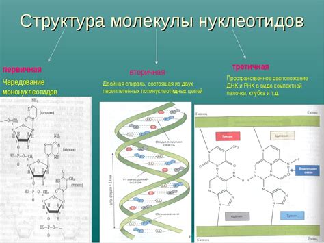 Роль молекул белков нуклеиновых кислот