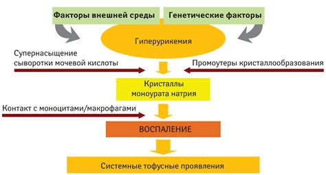 Роль мочевой кислоты в развитии подагры