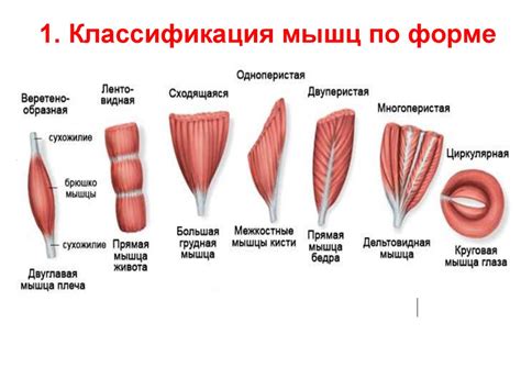 Роль мышц в структуре носа