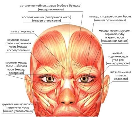 Роль мышц лица и глазных век