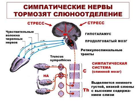 Роль нервной системы в регуляции температуры