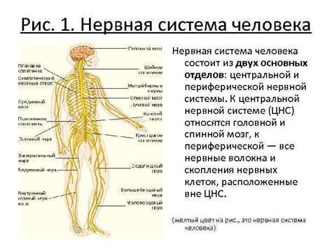 Роль нервной системы в формировании пульса и давления