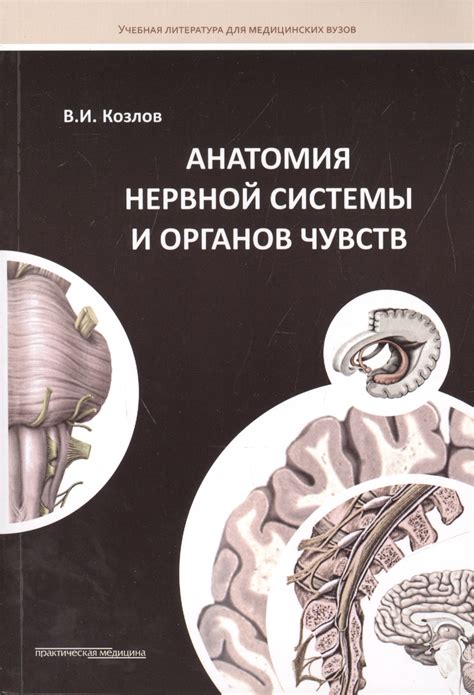 Роль нервной системы и органов чувств