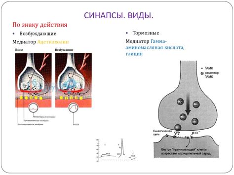 Роль нервных импульсов в работе желез