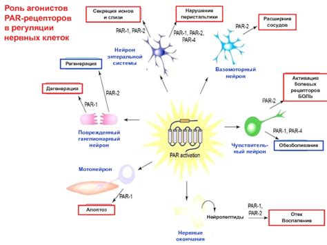 Роль нервных рецепторов