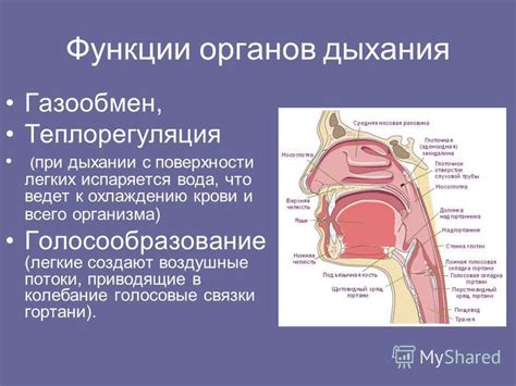 Роль носа и гортани в дыхании