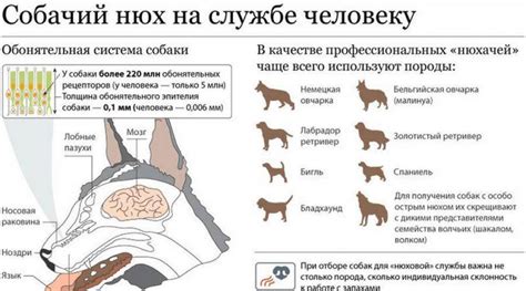 Роль обоняния у животных