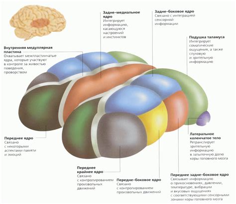 Роль переднего мозга в обработке информации