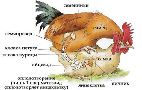 Роль петуха в процессе размножения кур