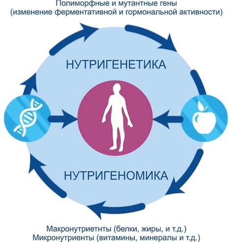 Роль питания в повышении выносливости