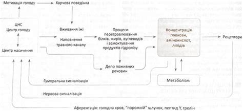 Роль питательных веществ в регуляции уровня гомоцистеина