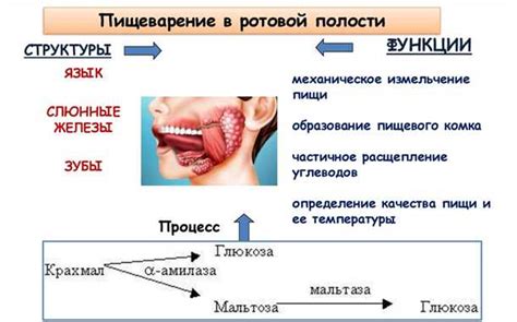 Роль пищеварительного процесса