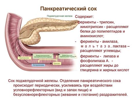 Роль пищевода и агрессивных факторов