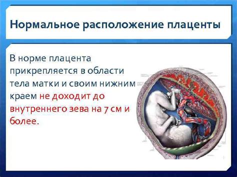 Роль плаценты в прекращении токсикоза