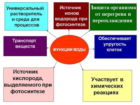 Роль поводыря в организме живых существ