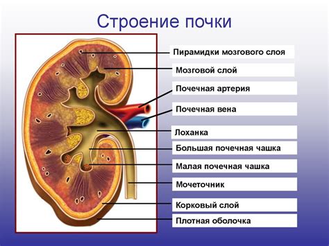 Роль почек и мочевыделительной системы