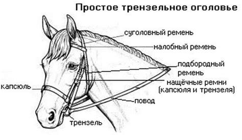 Роль предмета для коня