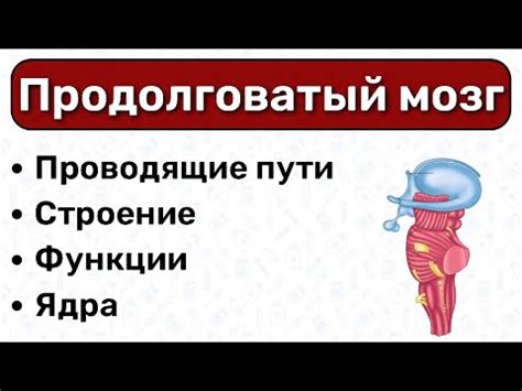 Роль продолговатого мозга в обучении и памяти