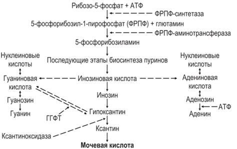 Роль пуринового обмена в органзиме