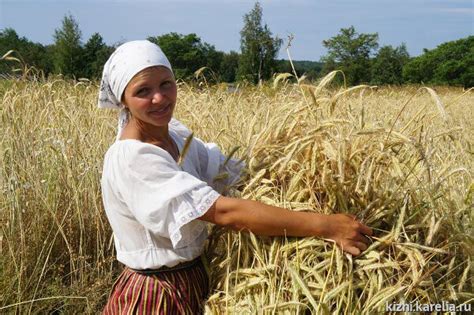 Роль пшеницы в сельском хозяйстве